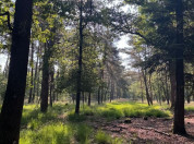 Bos beleef de lente