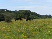 Planken Wambuis met grote grazers