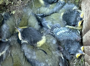 Koolmezen in nestkast