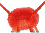 Feestbeest: de fluweelmijt