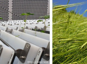 Experimental setup with barley