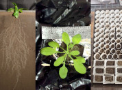 Different plant research setups