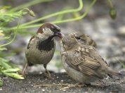 Sparrow feeding chicks