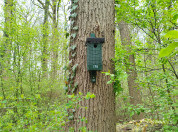 Nestkast 138 hangt aan een boom in het bos