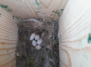 Nestkast met 5 koolmeeseieren