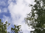 Bomen uitgelopen half mei