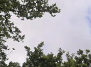 Bomen verder uitgelopen in de lente