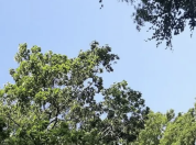Bomen vol in blad 26 mei