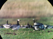 Geese