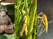 InsectDevelop