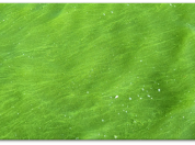 Cyanobacteria