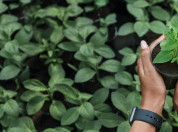 Hands of woman with smartwatch holding flower sprout