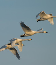 Bewick's swans flying